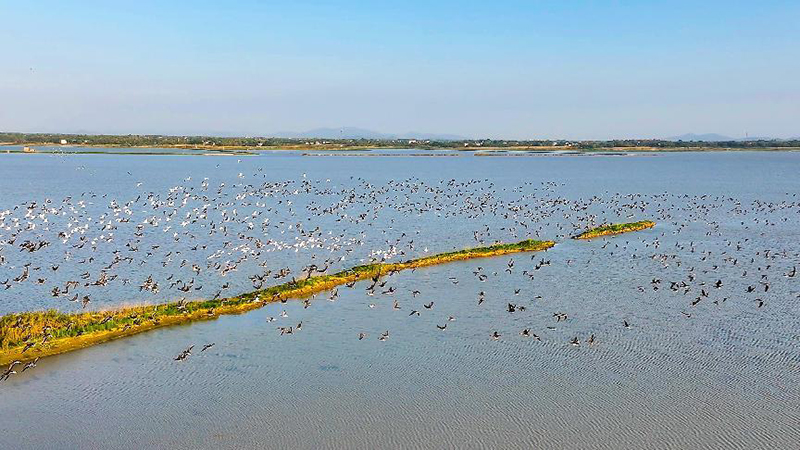 候鳥到白兔湖濕地過(guò)冬。桐城市委宣傳部供圖