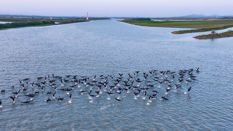 候鳥到白兔湖濕地過(guò)冬。桐城市委宣傳部供圖