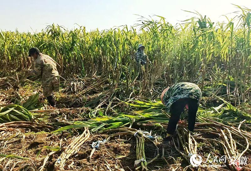 村民正在將收割的甘蔗打捆。人民網(wǎng)記者 周坤攝.jpg