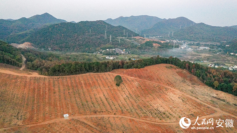 俯瞰金嶺社區(qū)中藥材種植基地。人民網(wǎng)記者 張俊攝