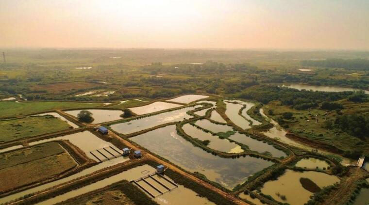 巢湖市高瑞國家級蝦稻示范基地。