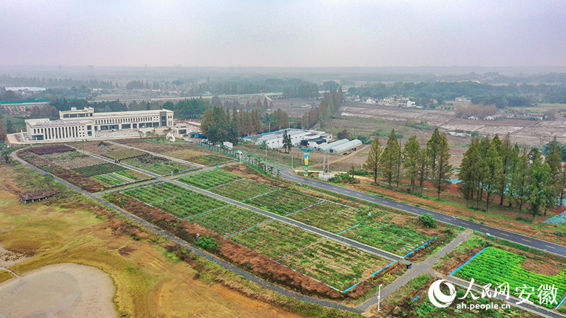 俯瞰位于興洋村的香料種植試驗園。人民網(wǎng)記者 張俊攝.jpg