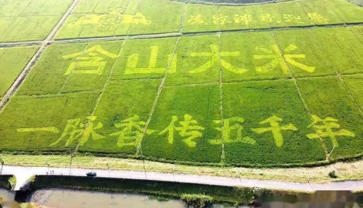 品牌糧食收益保險。