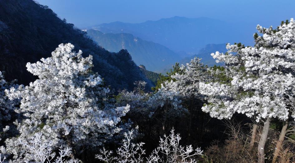 安徽九華山：花臺(tái)之巔霧凇綻放 宛若仙境