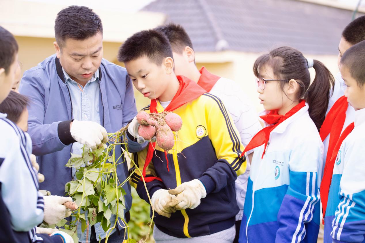 勞動實踐課師生共同研究紅薯的根莖葉