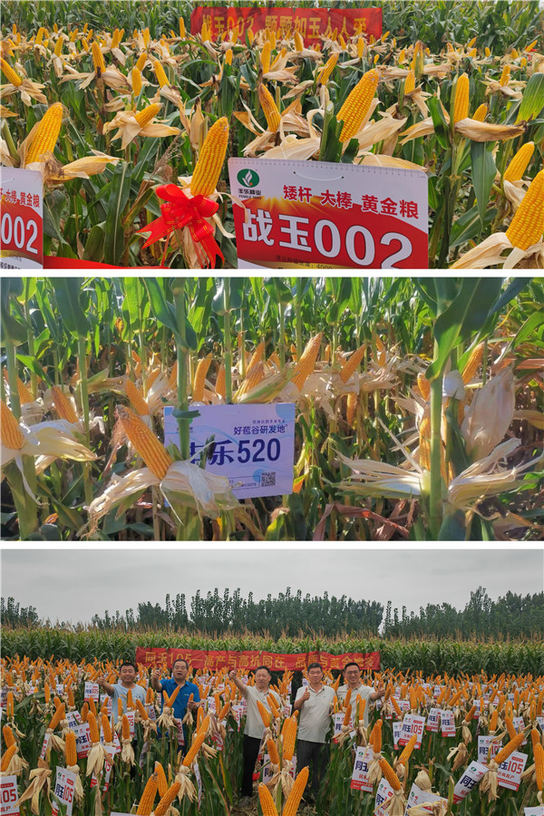 豐樂種業(yè)新審定玉米品種田間展示圖。豐樂種業(yè)供圖