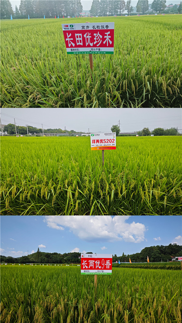 豐樂種業(yè)新審定水稻品種田間展示圖。豐樂種業(yè)供圖