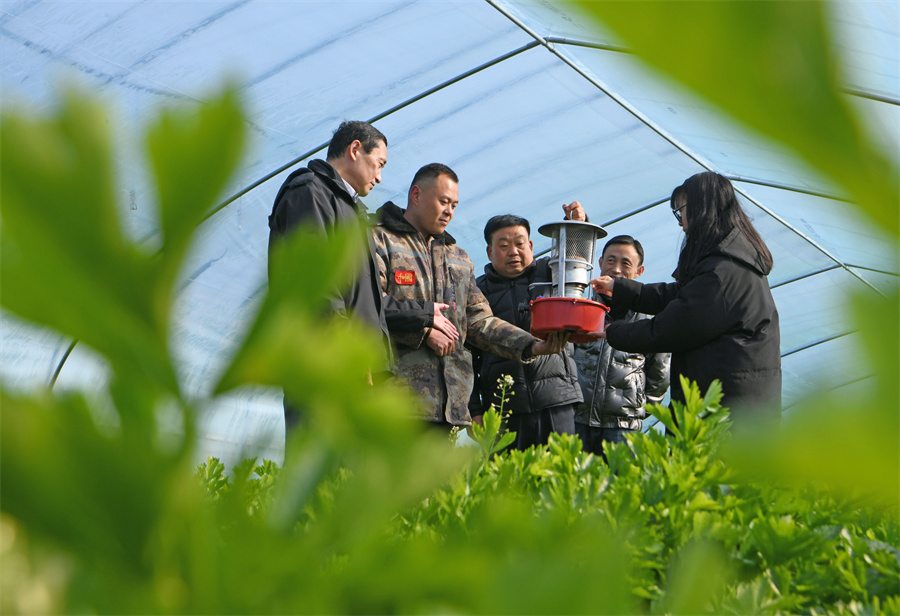 安徽淮南：抓好“菜籃子”生產(chǎn) 保障春節(jié)市場(chǎng)供應(yīng)