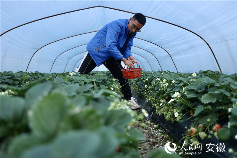 江成林和他的草莓大棚。人民網(wǎng)記者 陶濤攝