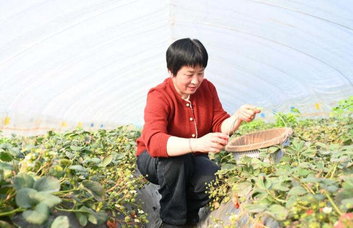 種植戶王吉林采摘草莓。杜剛 攝