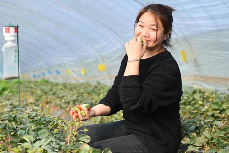 現(xiàn)摘現(xiàn)嘗草莓。杜剛 攝