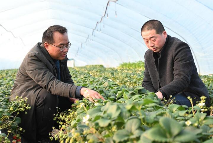 草莓協(xié)會會長與莓農(nóng)王輝交流種植技術(shù)。