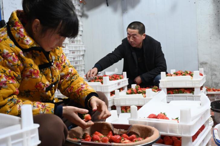莓農(nóng)裝點草莓。杜剛 攝