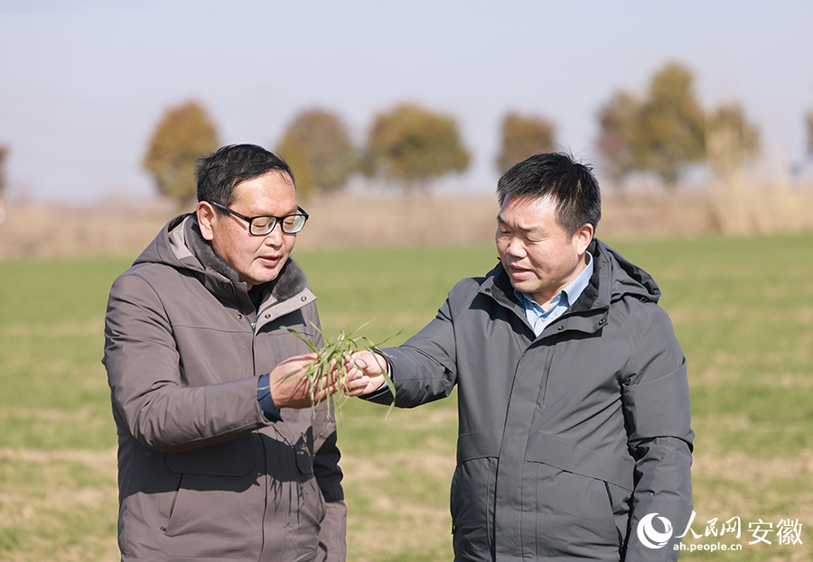 種糧大戶馬長春（左一）與農(nóng)技人員在田間查看小麥長勢。人民網(wǎng)記者 王曉飛攝