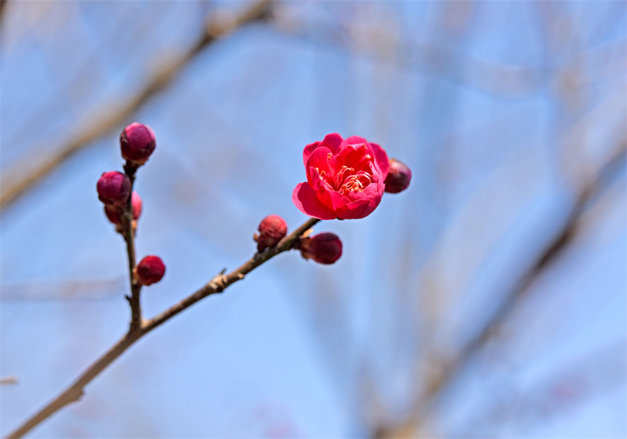 安徽淮南：梅花鬧春【5】