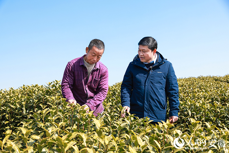 全國人大代表?xiàng)顝V奇（右）走訪種植大戶了解茶園管理。人民網(wǎng)記者 張俊攝