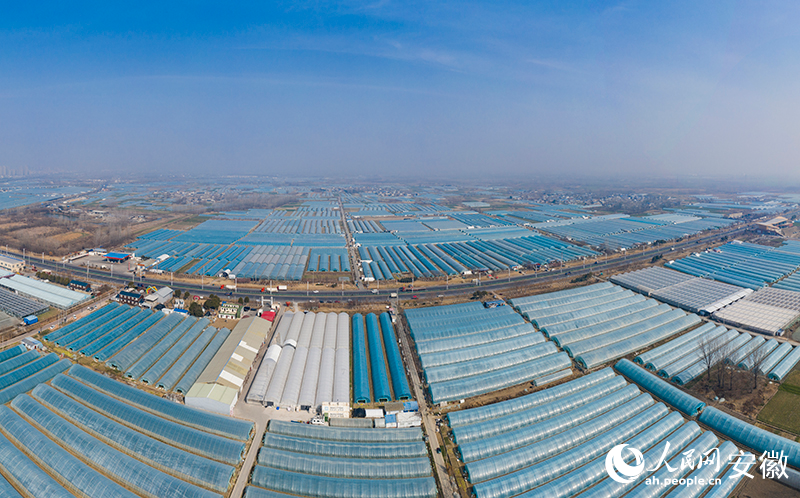 俯瞰長豐草莓種植基地。人民網(wǎng)記者 張俊攝