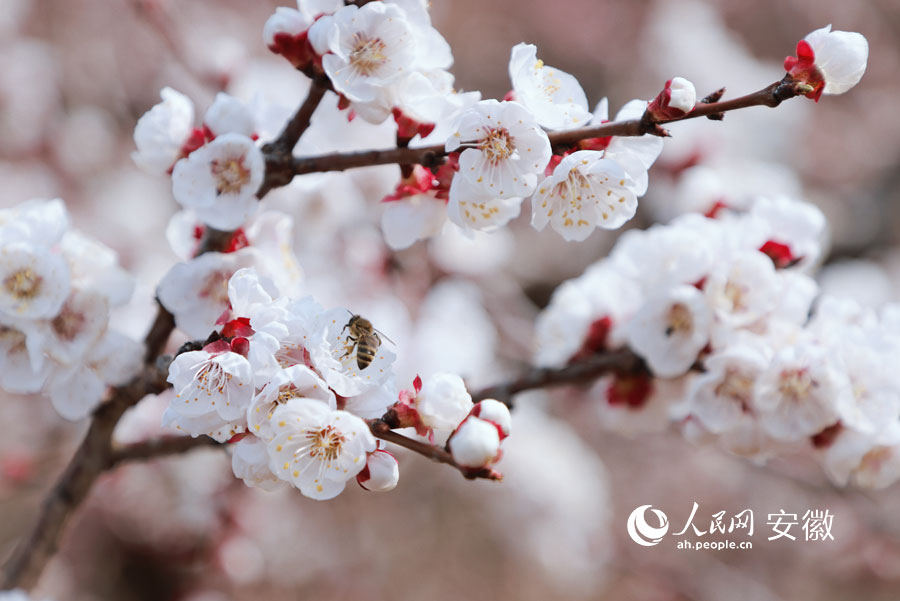 盛開(kāi)的杏花。人民網(wǎng)記者 王曉飛攝