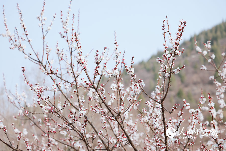 黃里風景區(qū)杏花盛開。人民網(wǎng)記者 王曉飛攝