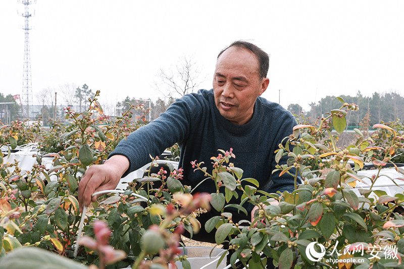 查長周檢測盆栽藍(lán)莓水肥情況。人民網(wǎng)記者 張俊攝