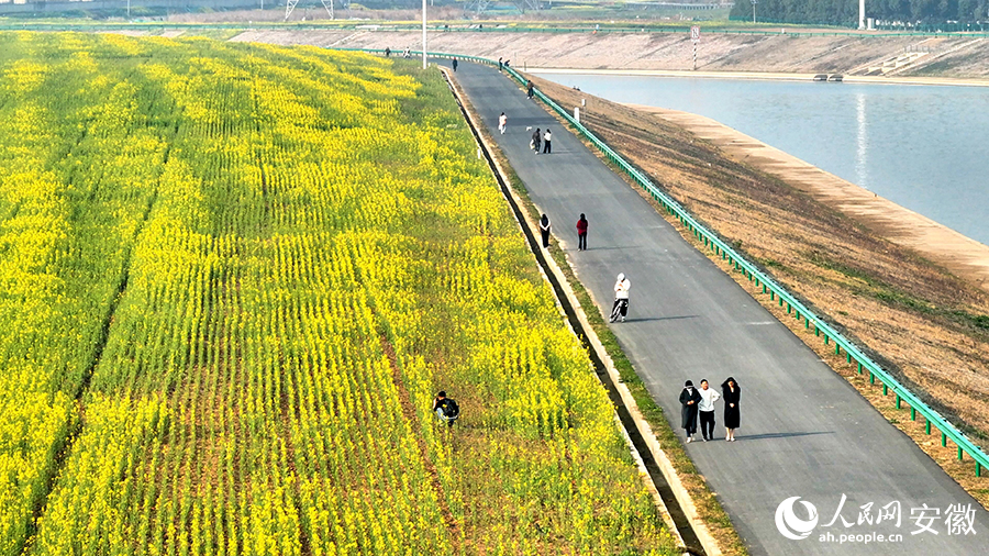 肥西江淮運(yùn)河兩岸油菜花已開放，游客正在游覽。人民網(wǎng) 郭昊攝