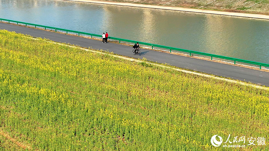 肥西江淮運(yùn)河兩岸油菜花已開放，游客正在游覽。人民網(wǎng) 郭昊攝
