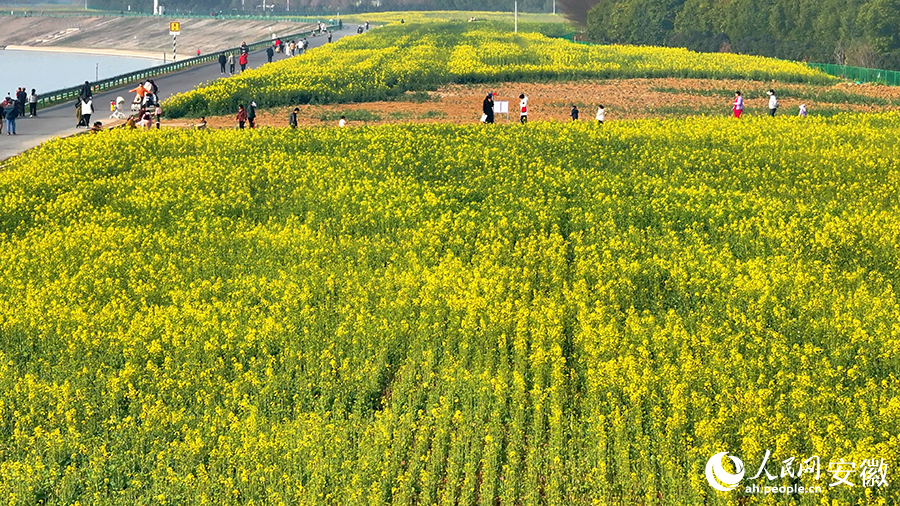肥西江淮運(yùn)河兩岸油菜花已開(kāi)放，游客正在游覽。人民網(wǎng) 郭昊攝