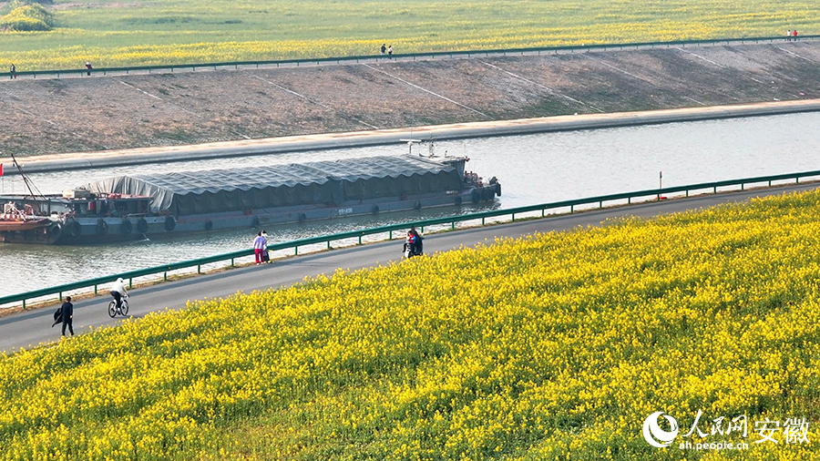 金燦燦的花海與運河上的貨輪同框。人民網(wǎng) 郭昊攝