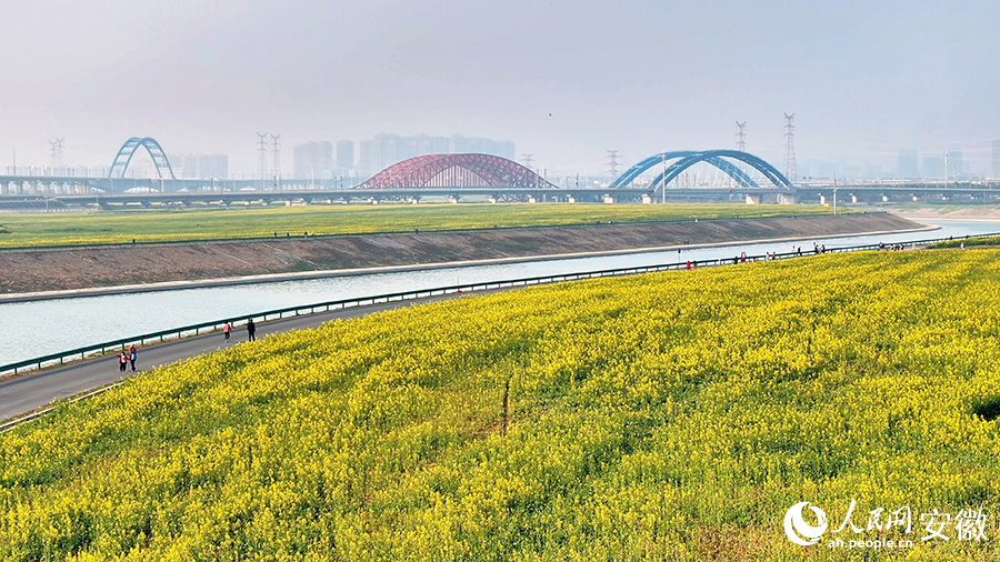 肥西江淮運(yùn)河兩岸油菜花已經(jīng)開(kāi)放。人民網(wǎng) 郭昊攝