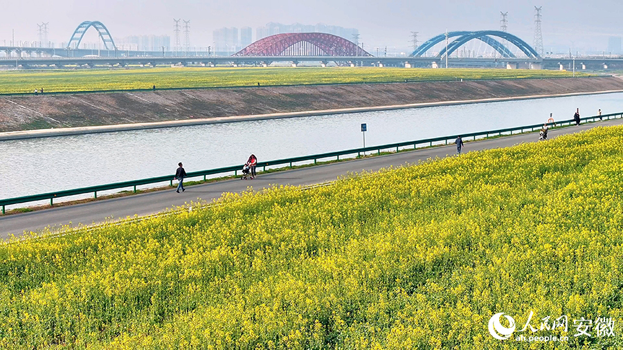 肥西江淮運(yùn)河兩岸油菜花已經(jīng)開放。人民網(wǎng) 郭昊攝