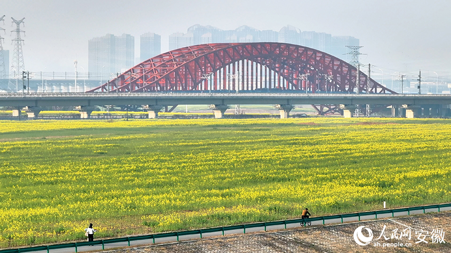 肥西江淮運河兩岸油菜花已經(jīng)開放。人民網(wǎng) 郭昊攝