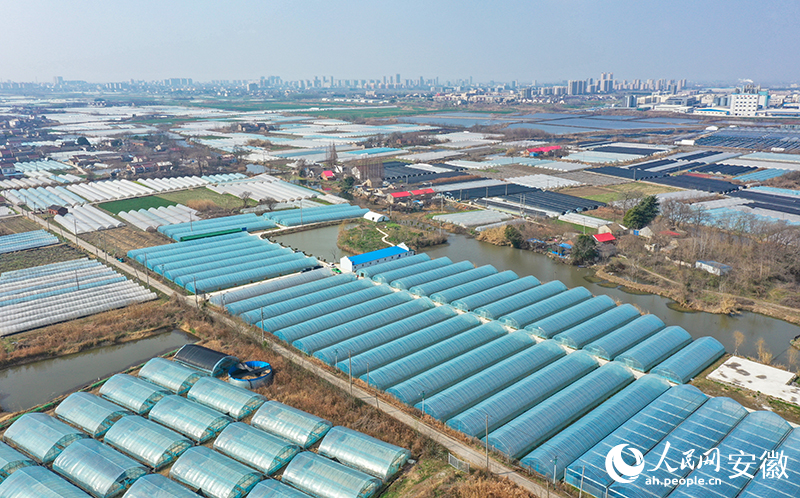 俯瞰馬鞍山和縣和創(chuàng)高端蔬菜種植基地。人民網(wǎng)記者 張俊攝