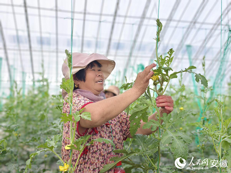 育種基地里，工人在授粉。人民網(wǎng) 陶偉攝
