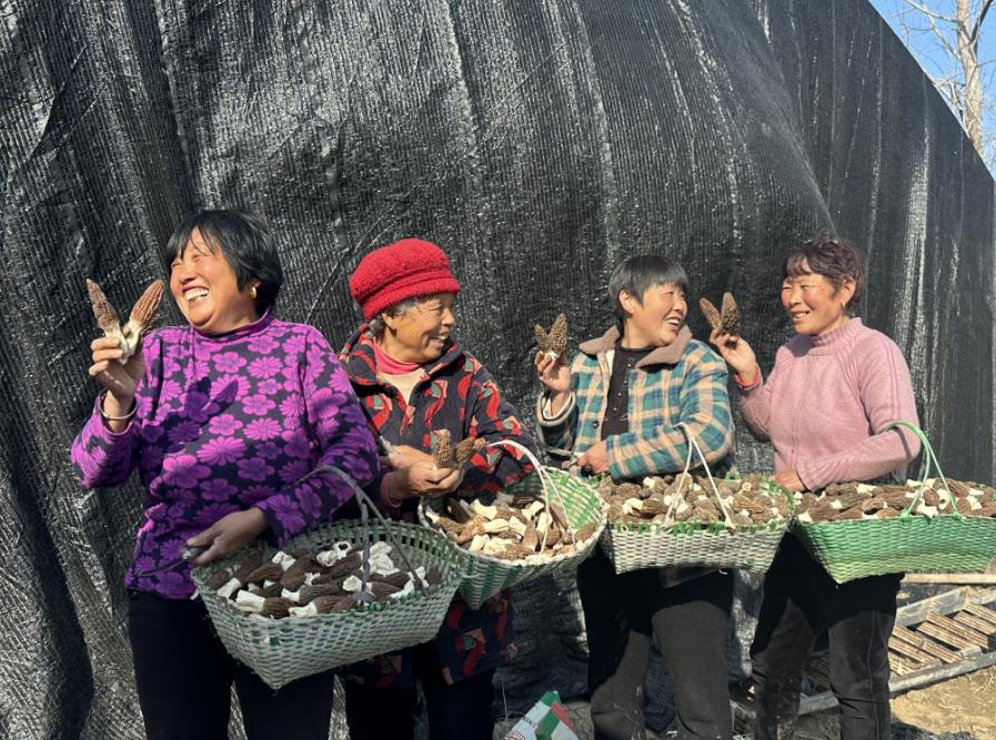 羊肚菌。