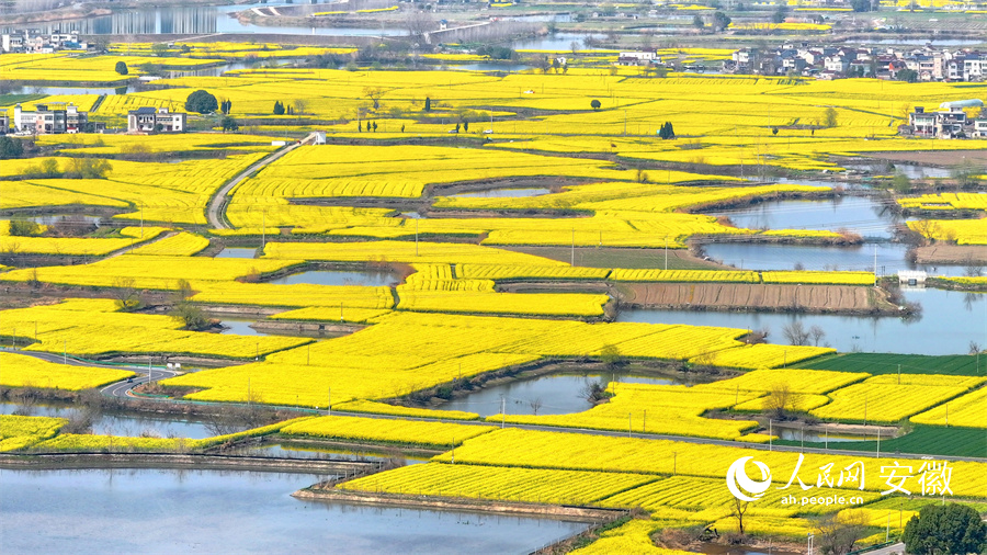 蕪湖響水澗油菜花盛開。人民網(wǎng) 郭昊攝