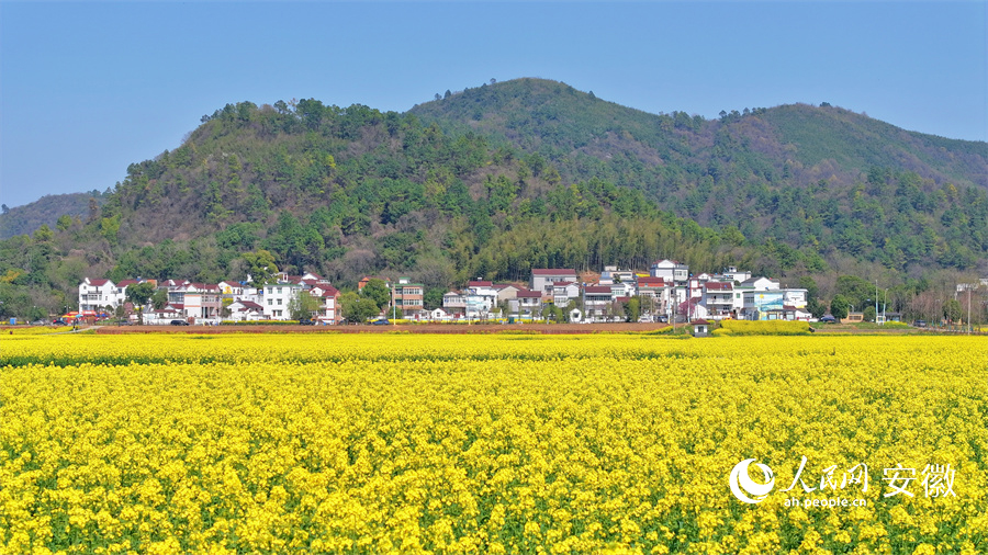 蕪湖響水澗油菜花盛開(kāi)。人民網(wǎng) 郭昊攝