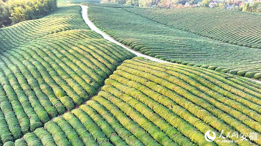 懶龍山茶園綠意盎然。人民網(wǎng) 郭昊攝