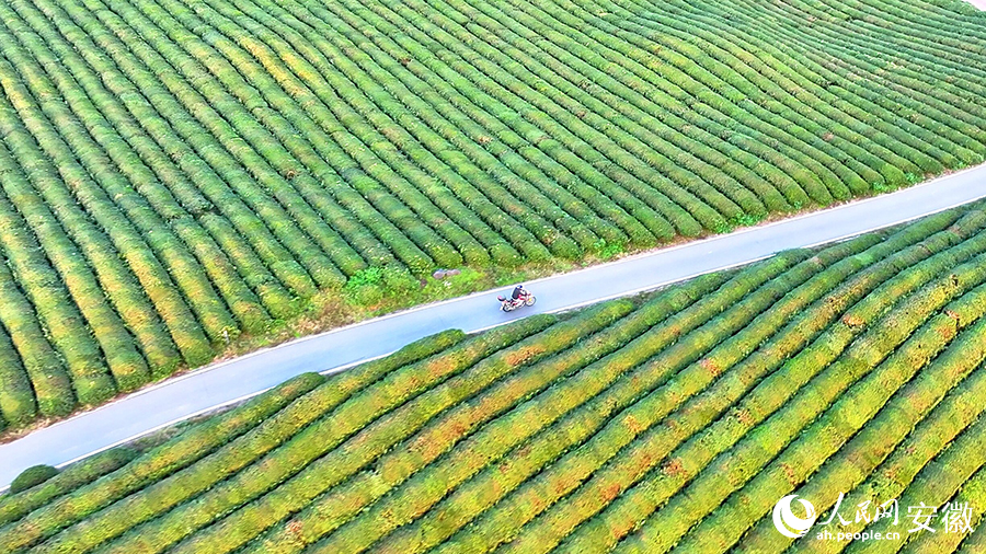 俯瞰懶龍山茶園。人民網(wǎng) 郭昊攝
