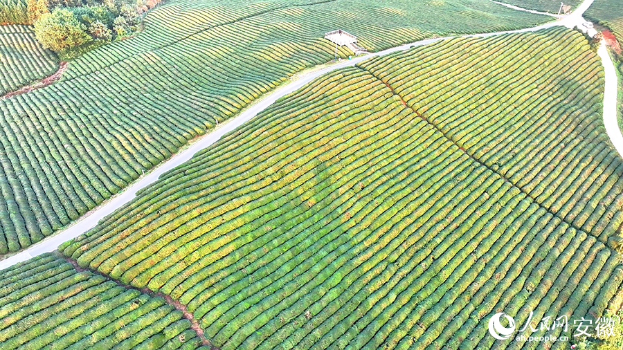 俯瞰懶龍山茶園。人民網(wǎng) 郭昊攝