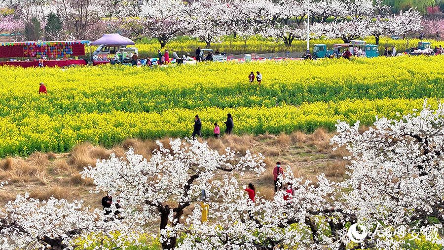 游客在梨園里踏青賞花。人民網(wǎng) 郭昊攝