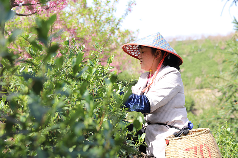 茶農(nóng)櫻花樹下采春茶。宣州區(qū)委宣傳部供圖
