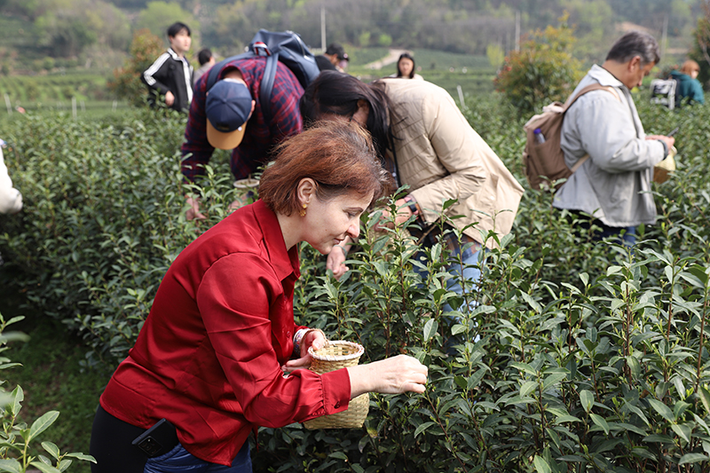 外國游客體驗摘茶。廬江縣委宣傳部供圖