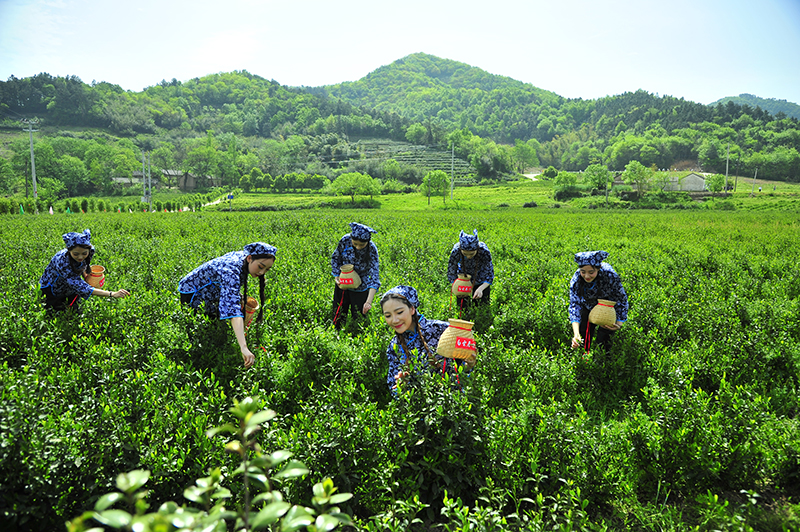 廬江名茶“白云春毫”研學基地。廬江縣委宣傳部供圖