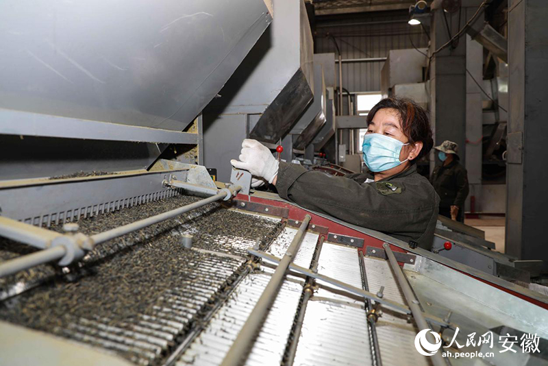 安徽金寨，工人加工出口的夏秋茶。人民網(wǎng)記者 張俊攝