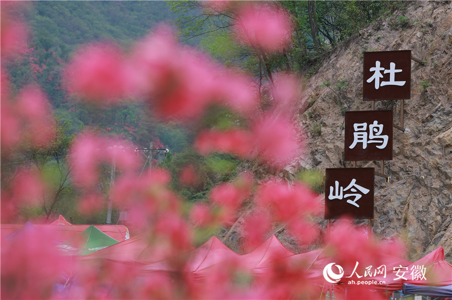 杜鵑嶺。人民網(wǎng)記者 王曉飛攝