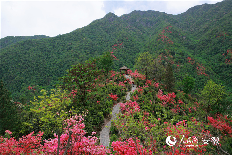 群山環(huán)抱的金寨縣鐵沖鄉(xiāng)，漫山遍野的映山紅競(jìng)相綻放。人民網(wǎng)記者 王曉飛攝