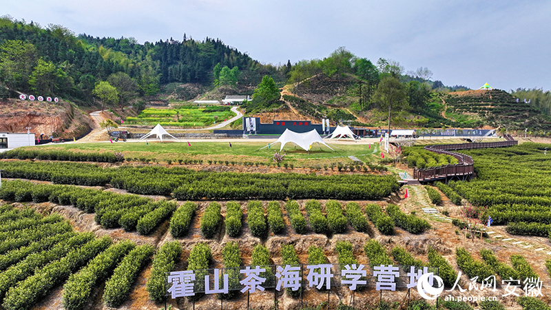 霍山茶海研學基地。人民網(wǎng) 郭昊攝