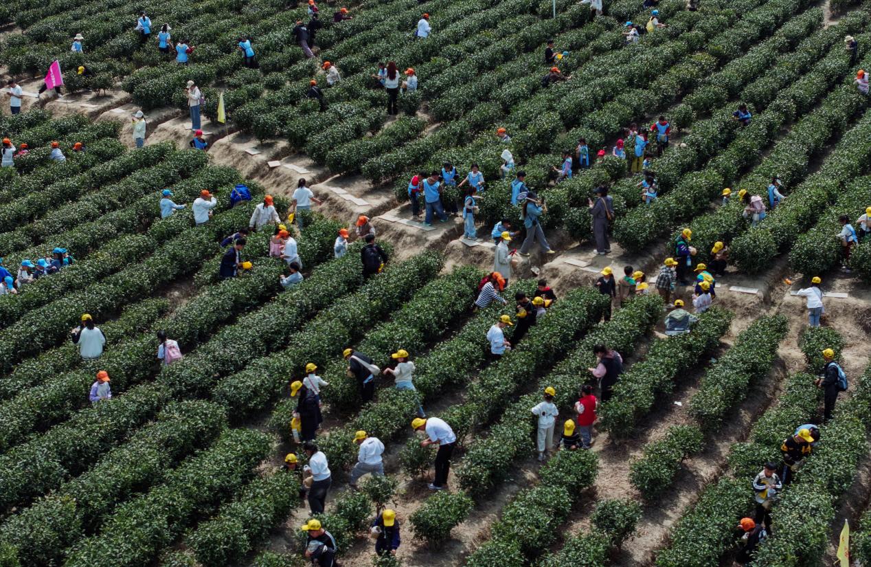 俯瞰茶園里正在體驗采茶的孩子們。吳芳攝