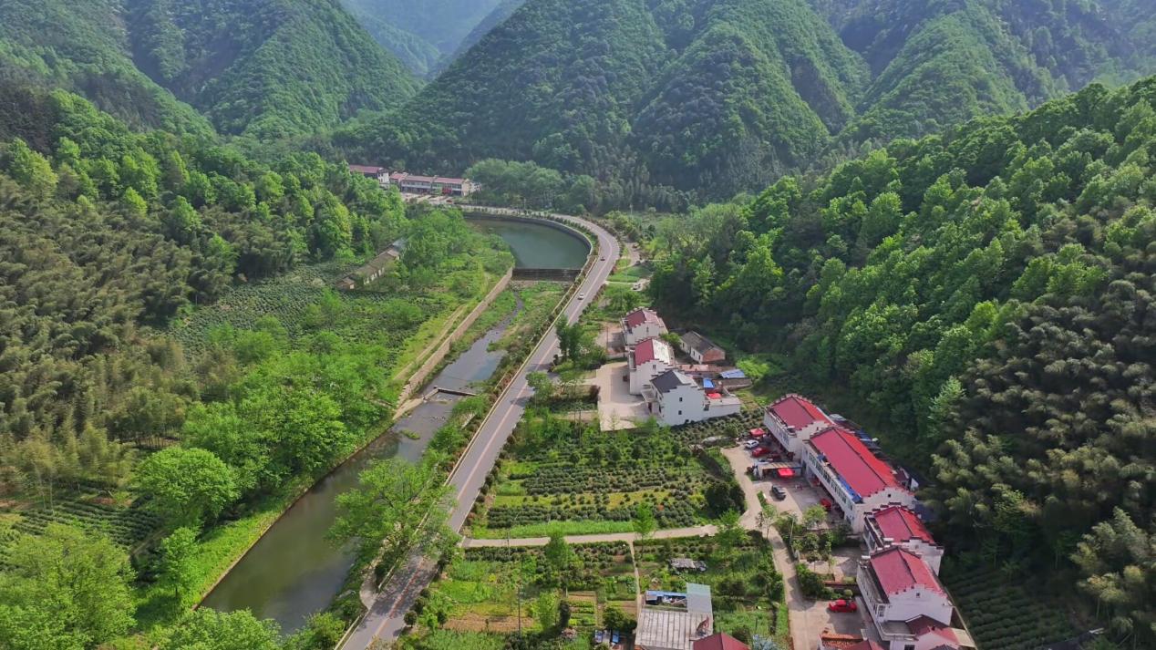 俯瞰金安區(qū)毛坦廠鎮(zhèn)東石筍村的茶山竹海。金安區(qū)委宣傳部供圖