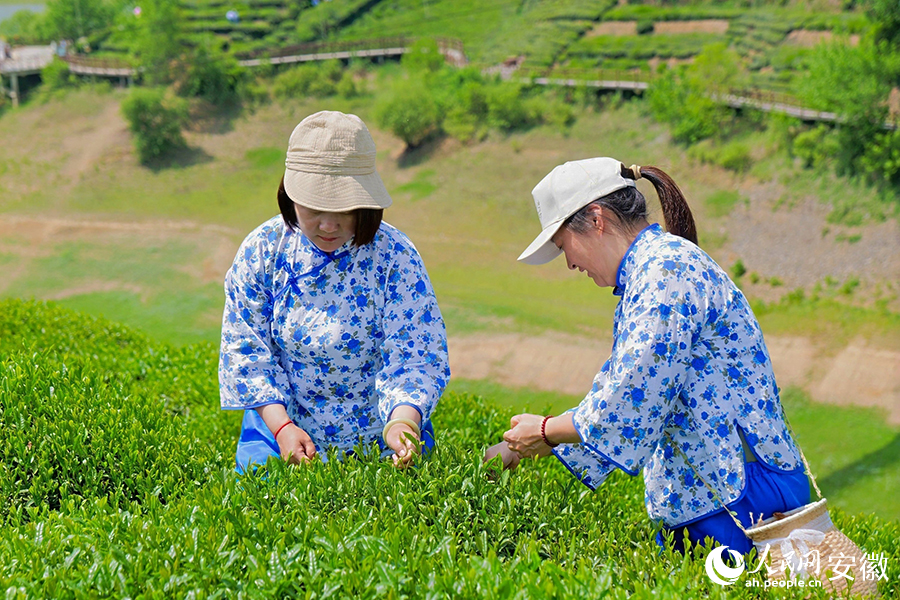 當?shù)夭柁r(nóng)正在采摘茶葉。人民網(wǎng) 郭昊攝
